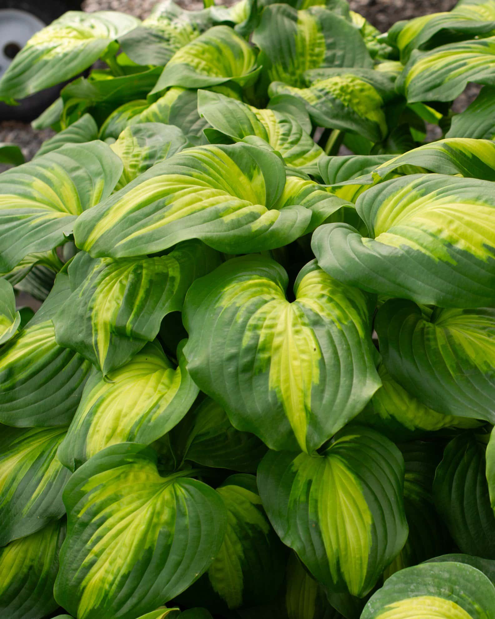 Cathedral Windows Hosta - Image 5
