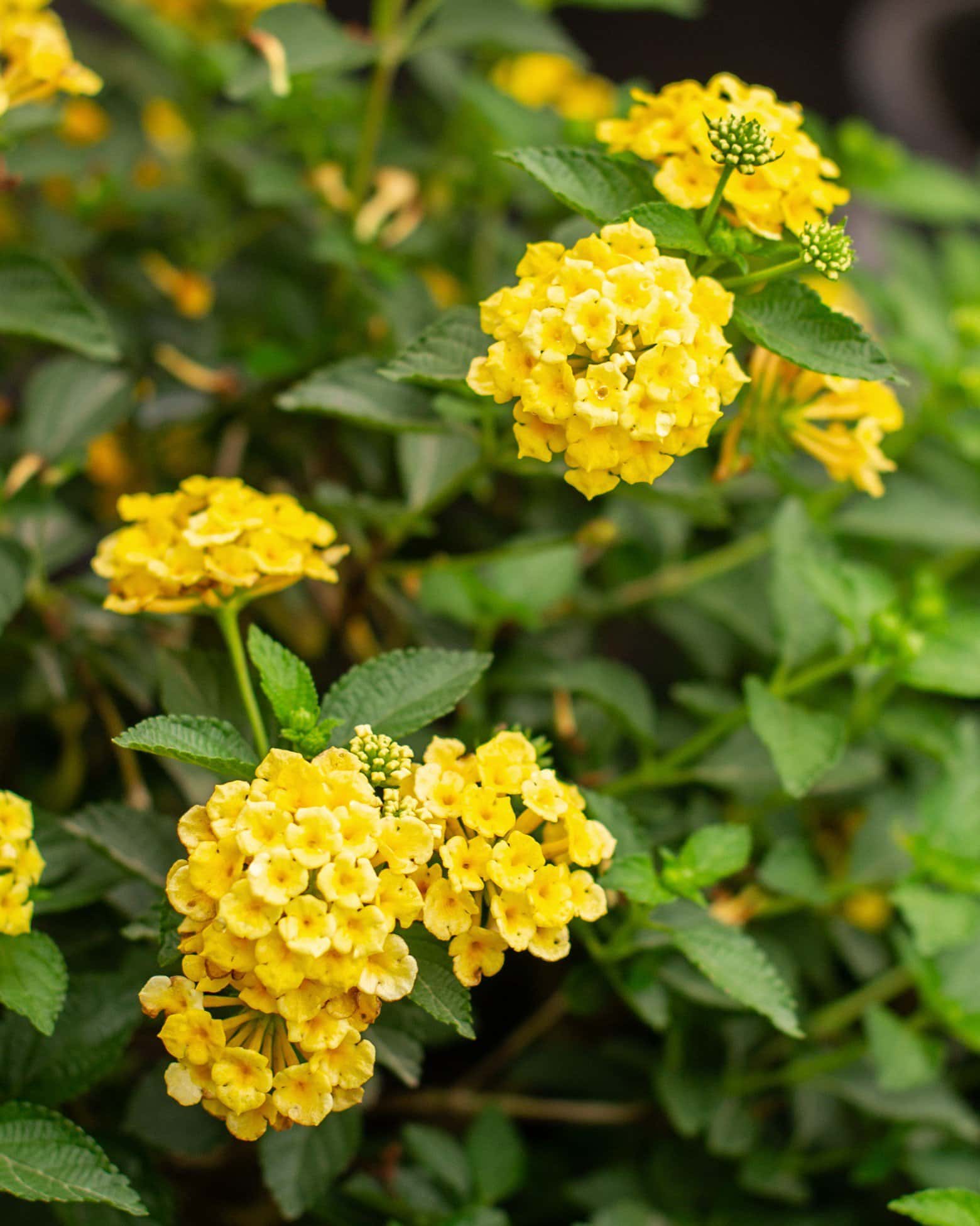 Chapel Hill Yellow Lantana - Main Image