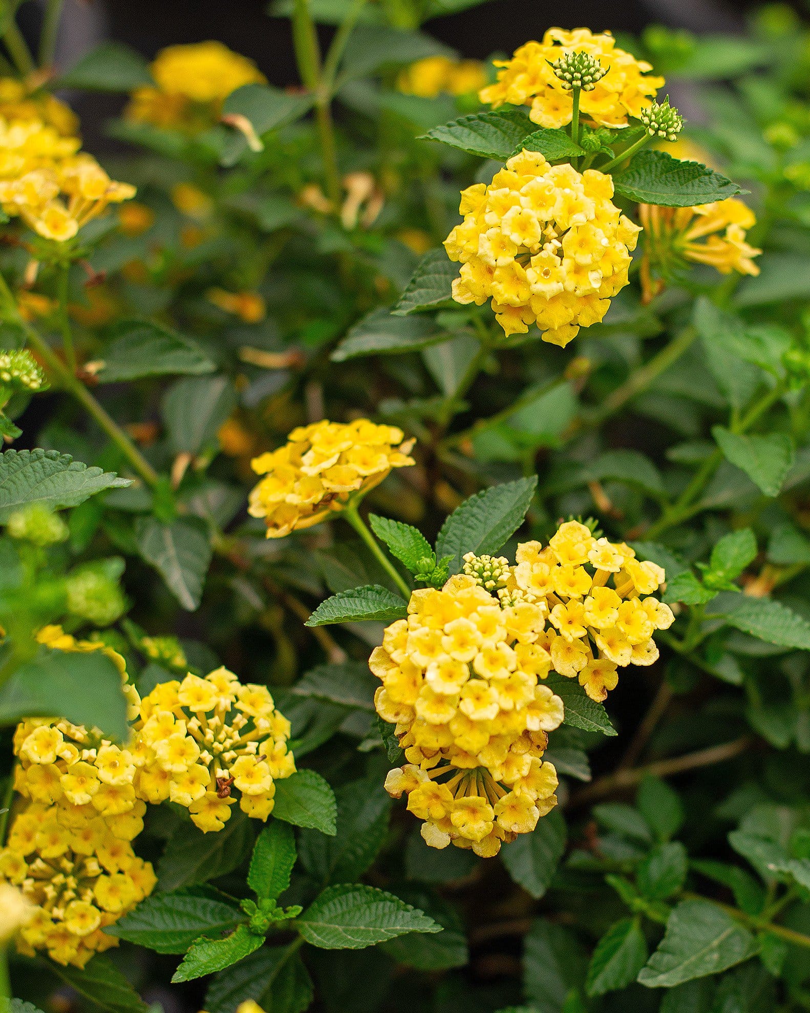 Chapel Hill Yellow Lantana - view 2