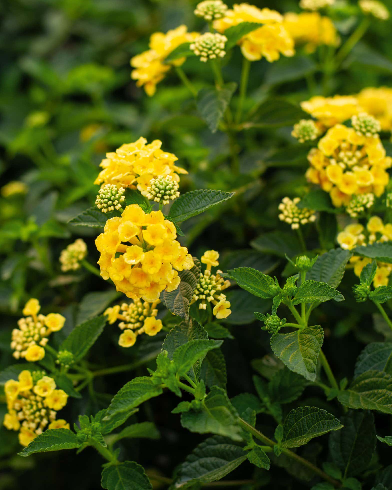 Chapel Hill Yellow Lantana - Image 2