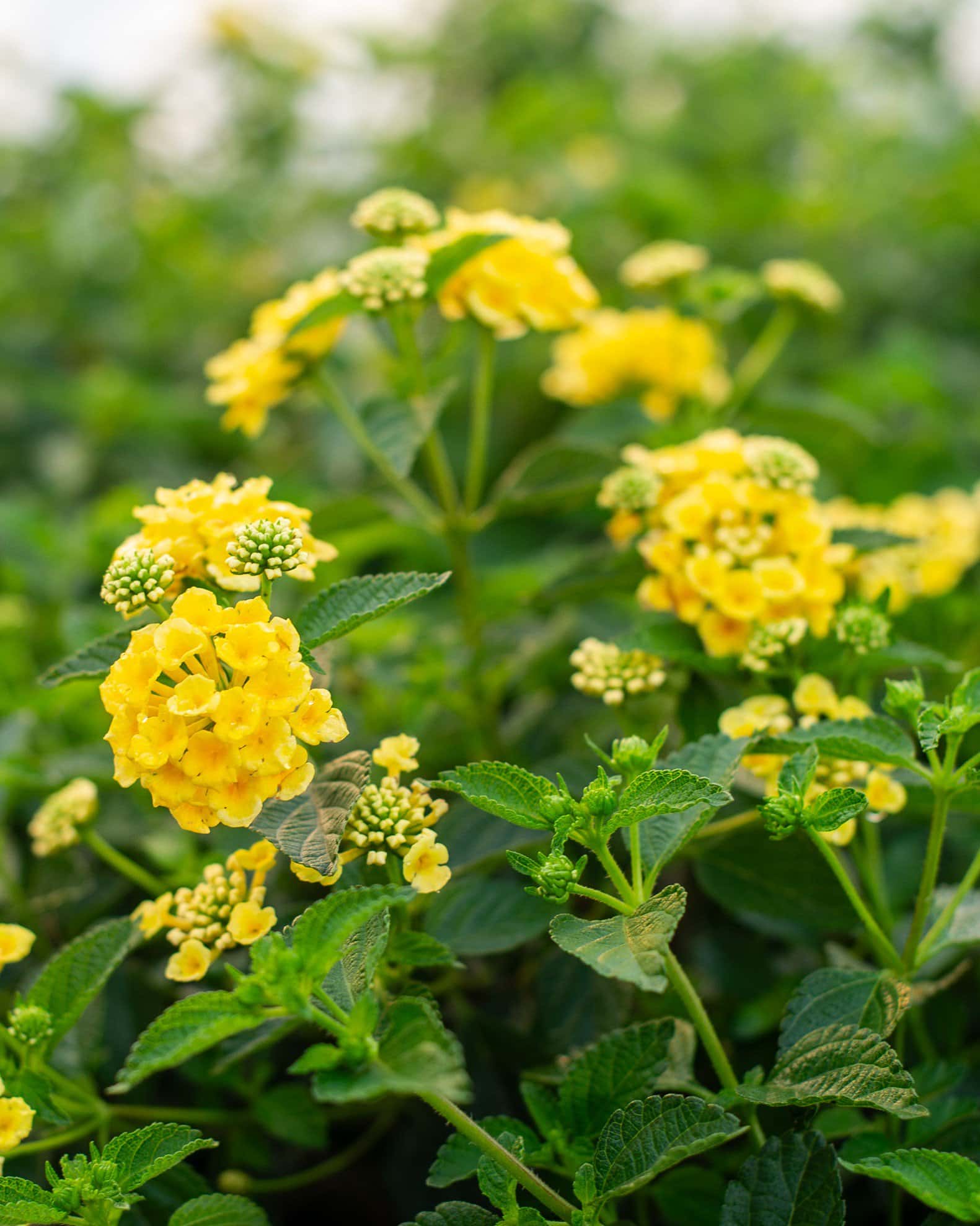 Chapel Hill Yellow Lantana - Image 3