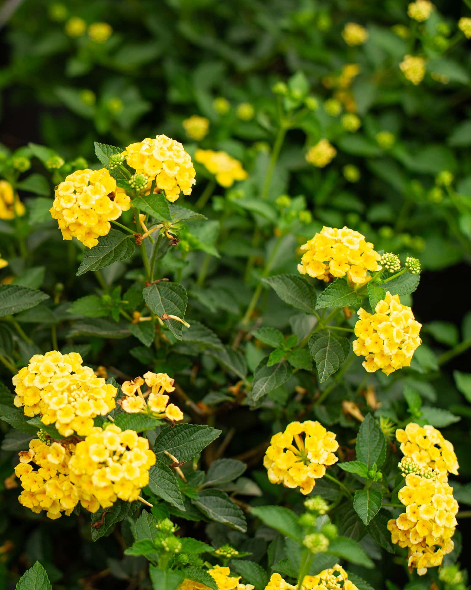 Chapel Hill Yellow Lantana - Image 4