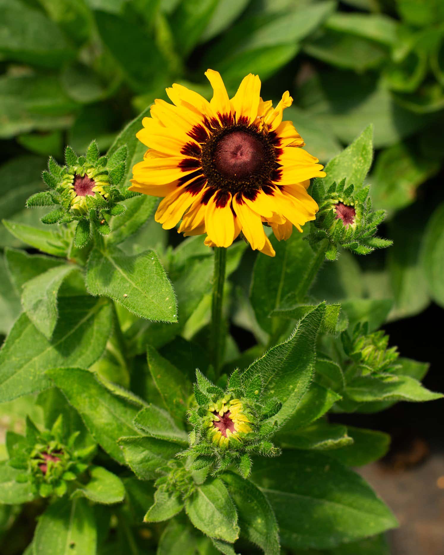 Black-eyed Susan Rudbeckia - Main Image