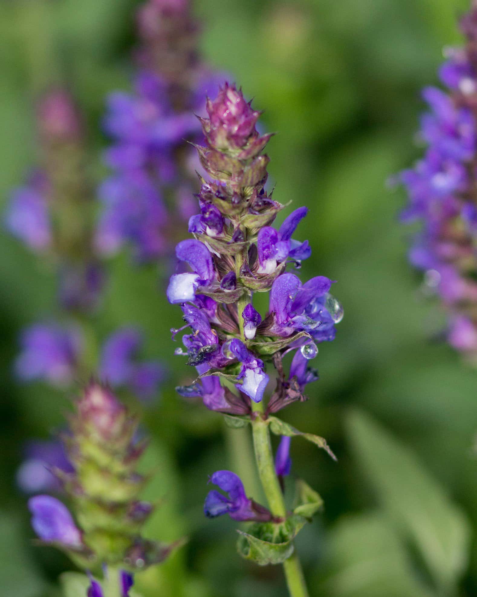 Blue Marvel Meadow Salvia - Image 1
