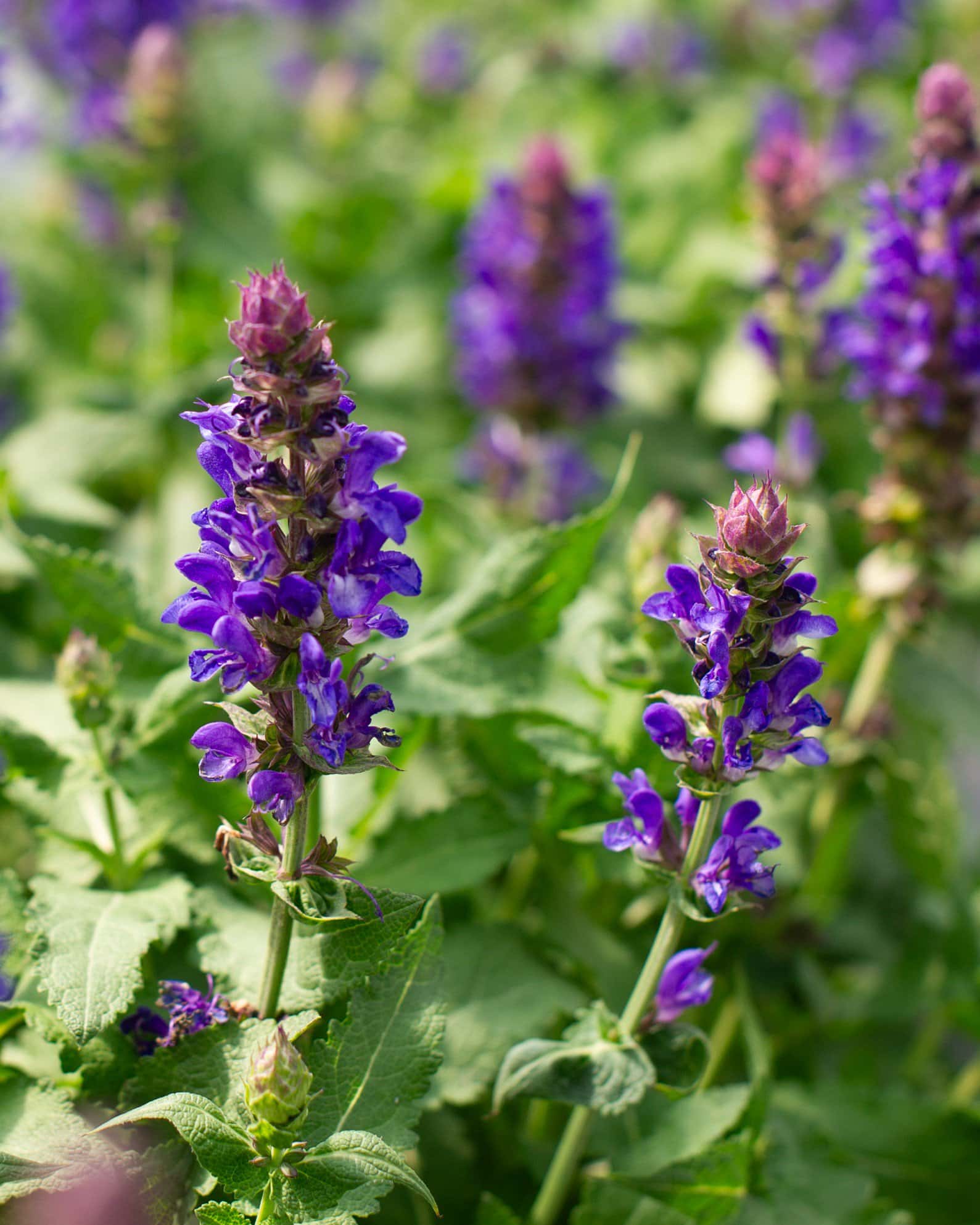 Blue Marvel Meadow Salvia - Image 4