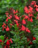 Coral Salvia Greggii thumbnail 1