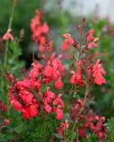 Coral Salvia Greggii thumbnail 2