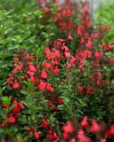 Coral Salvia Greggii thumbnail 3