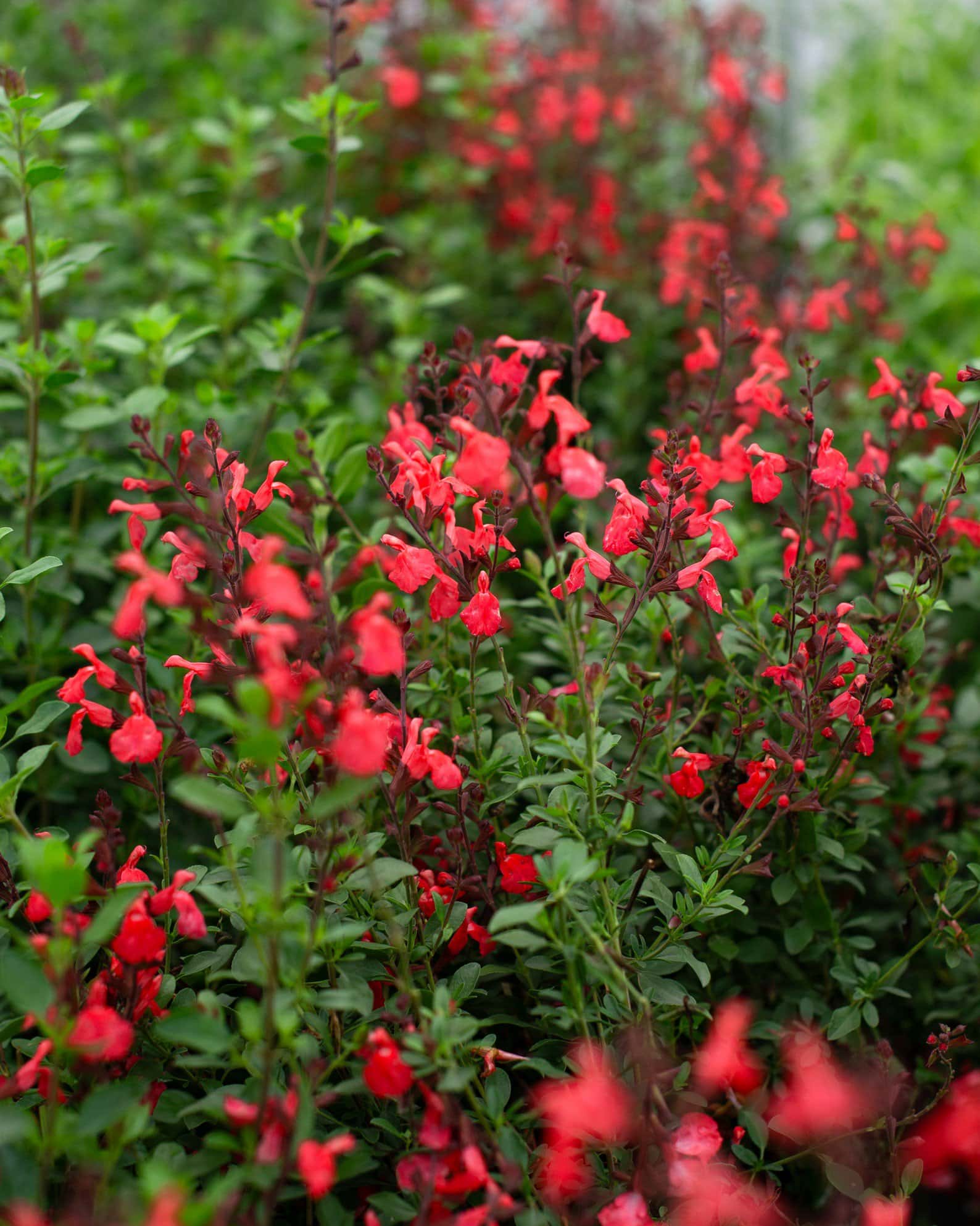 Coral Salvia Greggii - Image 2