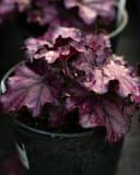 Forever Purple Heuchera thumbnail 1