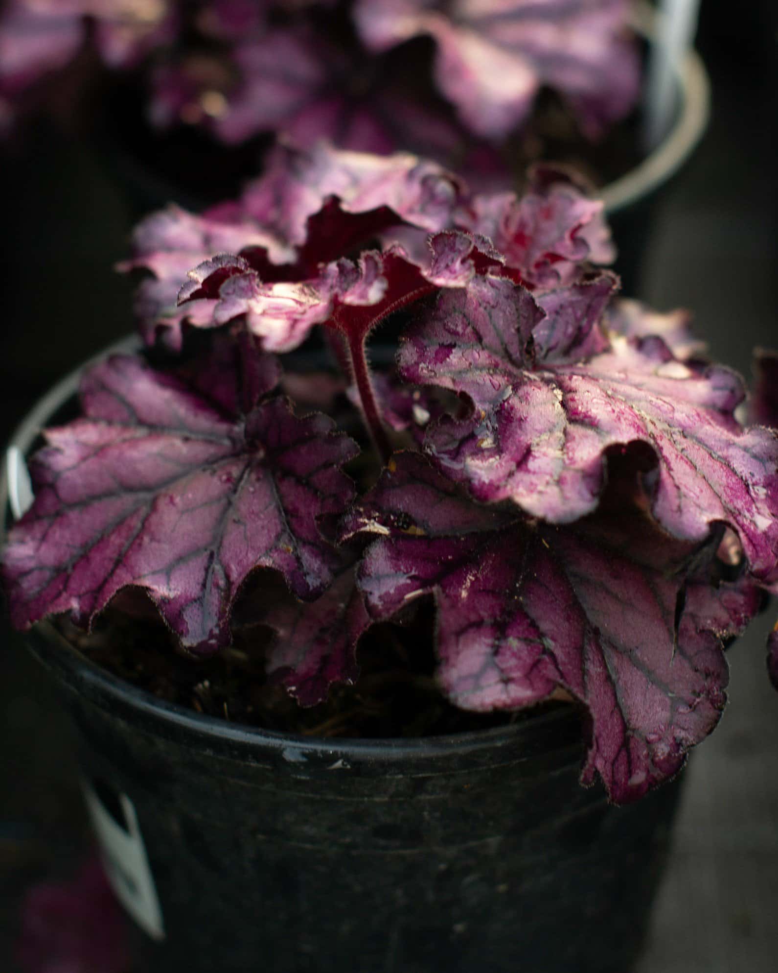 Forever Purple Heuchera - Main Image