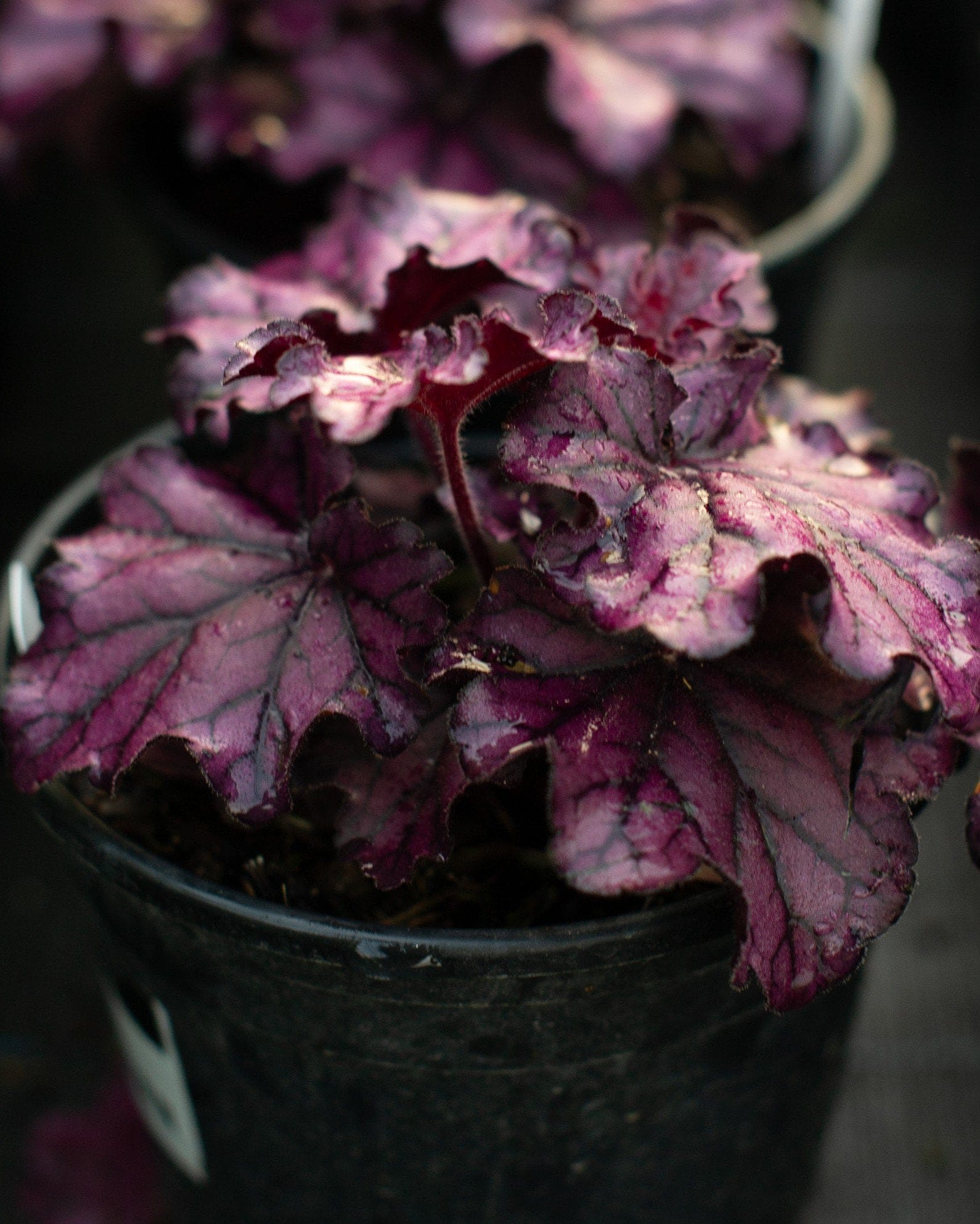 Forever Purple Heuchera - Main Image