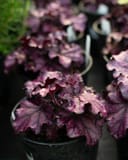 Forever Purple Heuchera thumbnail 2