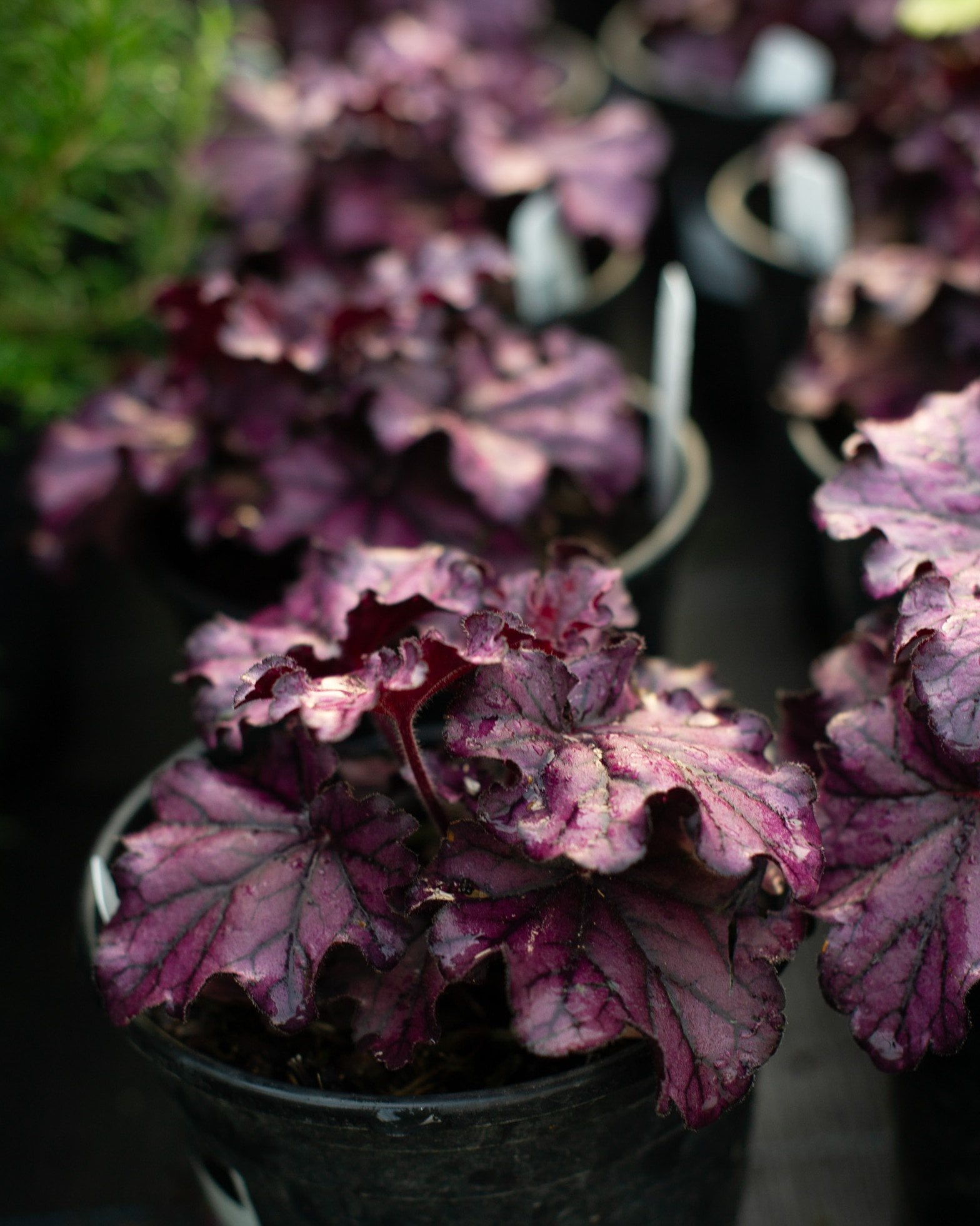 Forever Purple Heuchera - Image 1