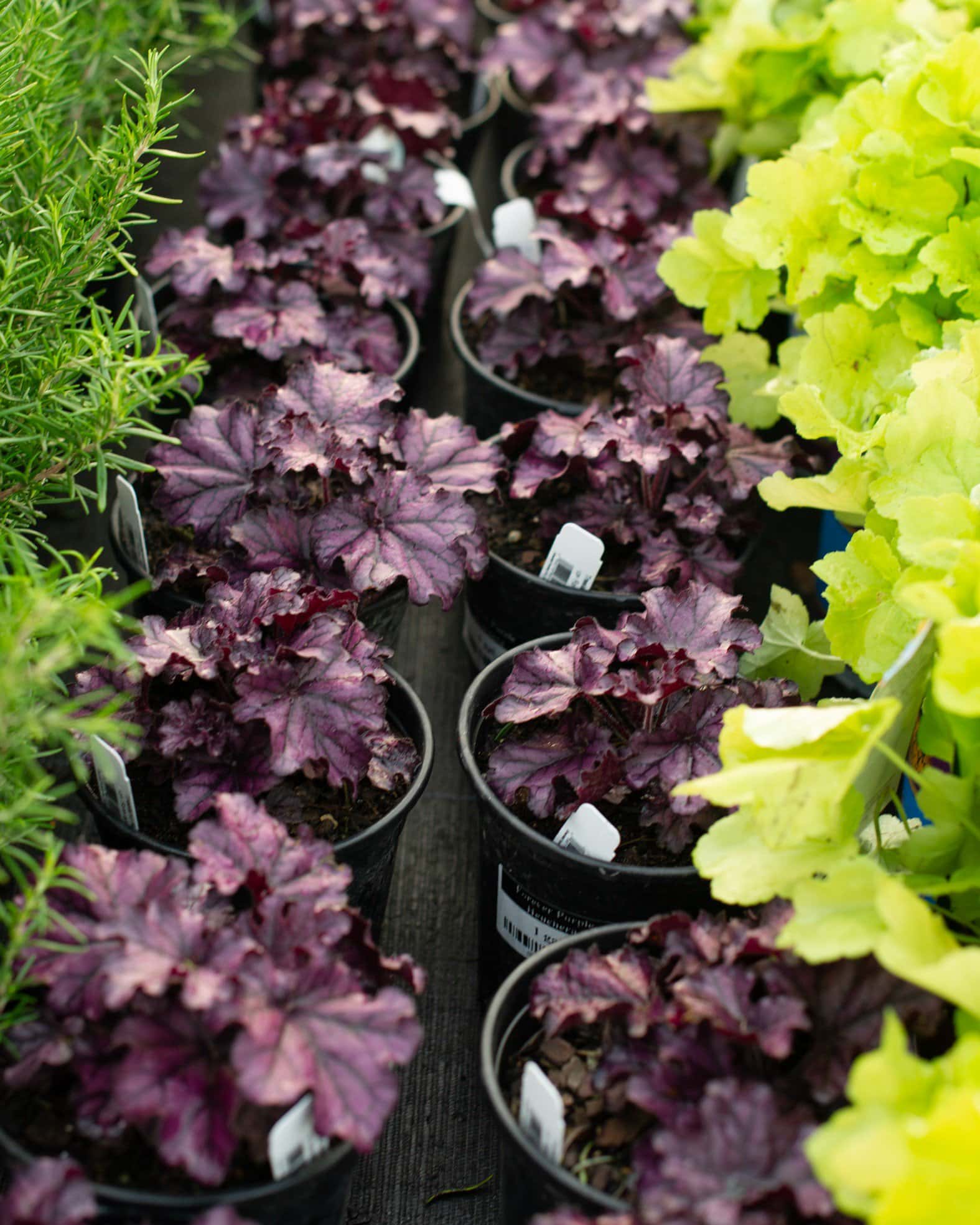 Forever Purple Heuchera - Image 2