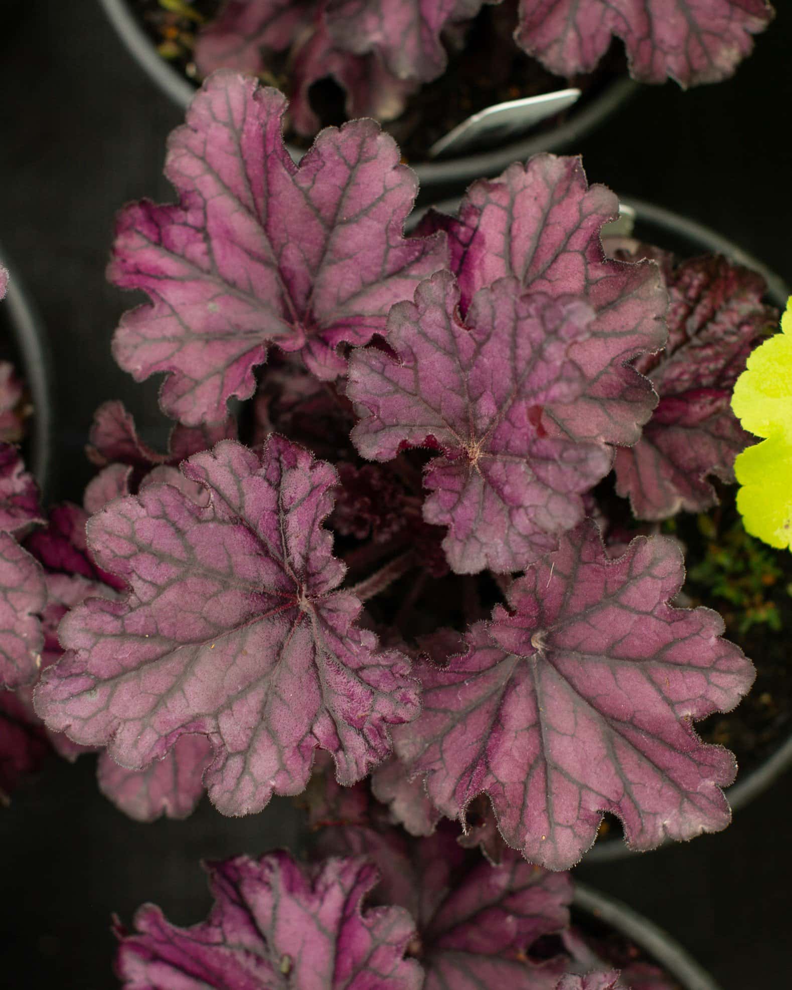 Forever Purple Heuchera - Image 3