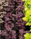 Forever Purple Heuchera thumbnail 5