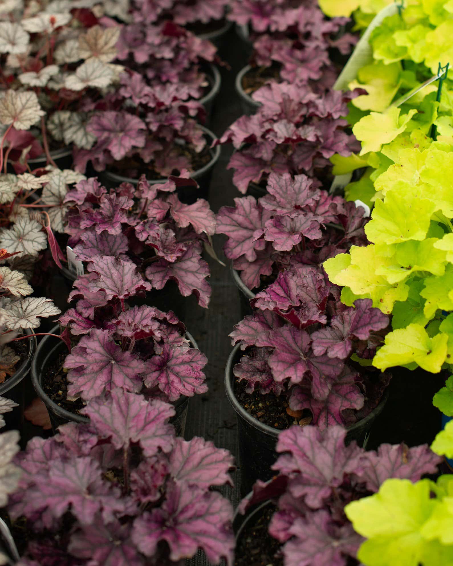 Forever Purple Heuchera - Image 4