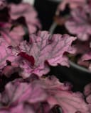 Forever Purple Heuchera thumbnail 6