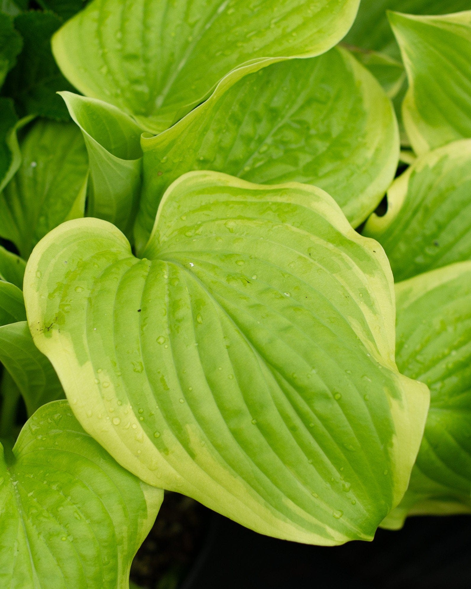 Fragrant Bouquet Hosta - view 2