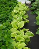 Fragrant Bouquet Hosta thumbnail 3