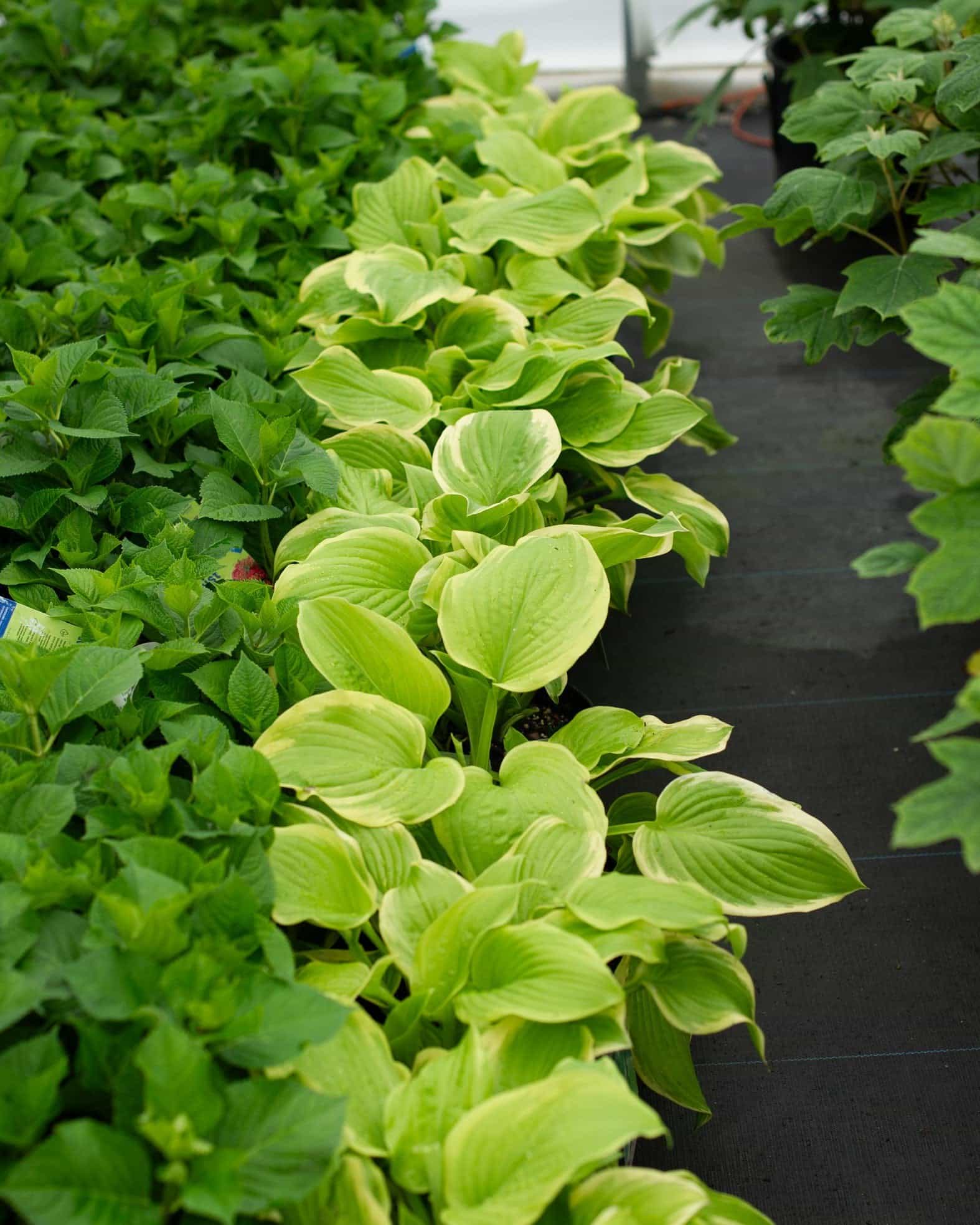 Fragrant Bouquet Hosta - view 3