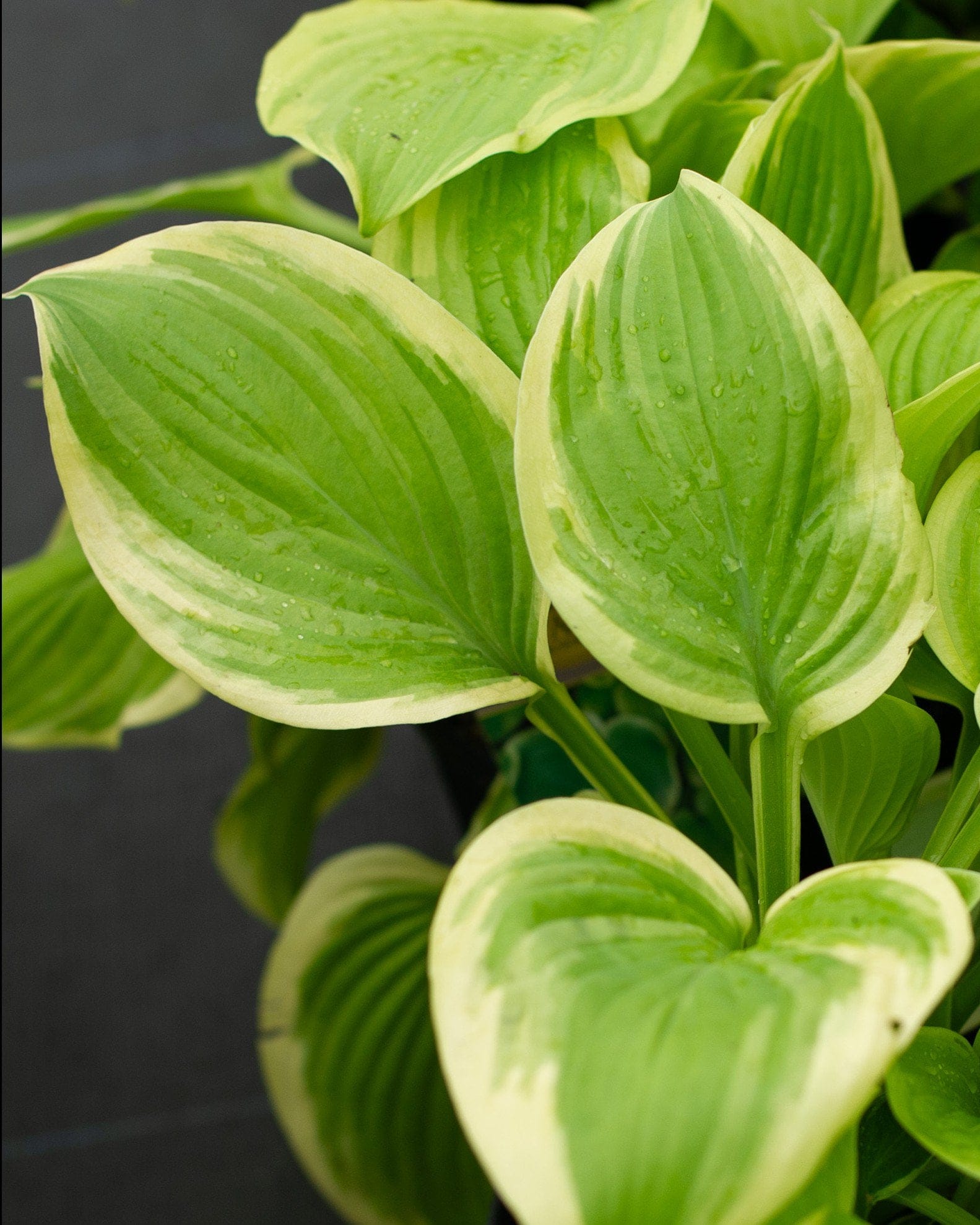 Fragrant Bouquet Hosta - view 4