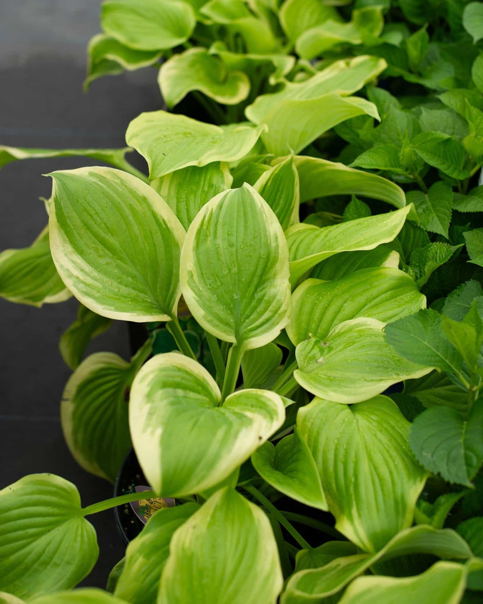 Fragrant Bouquet Hosta - view 5