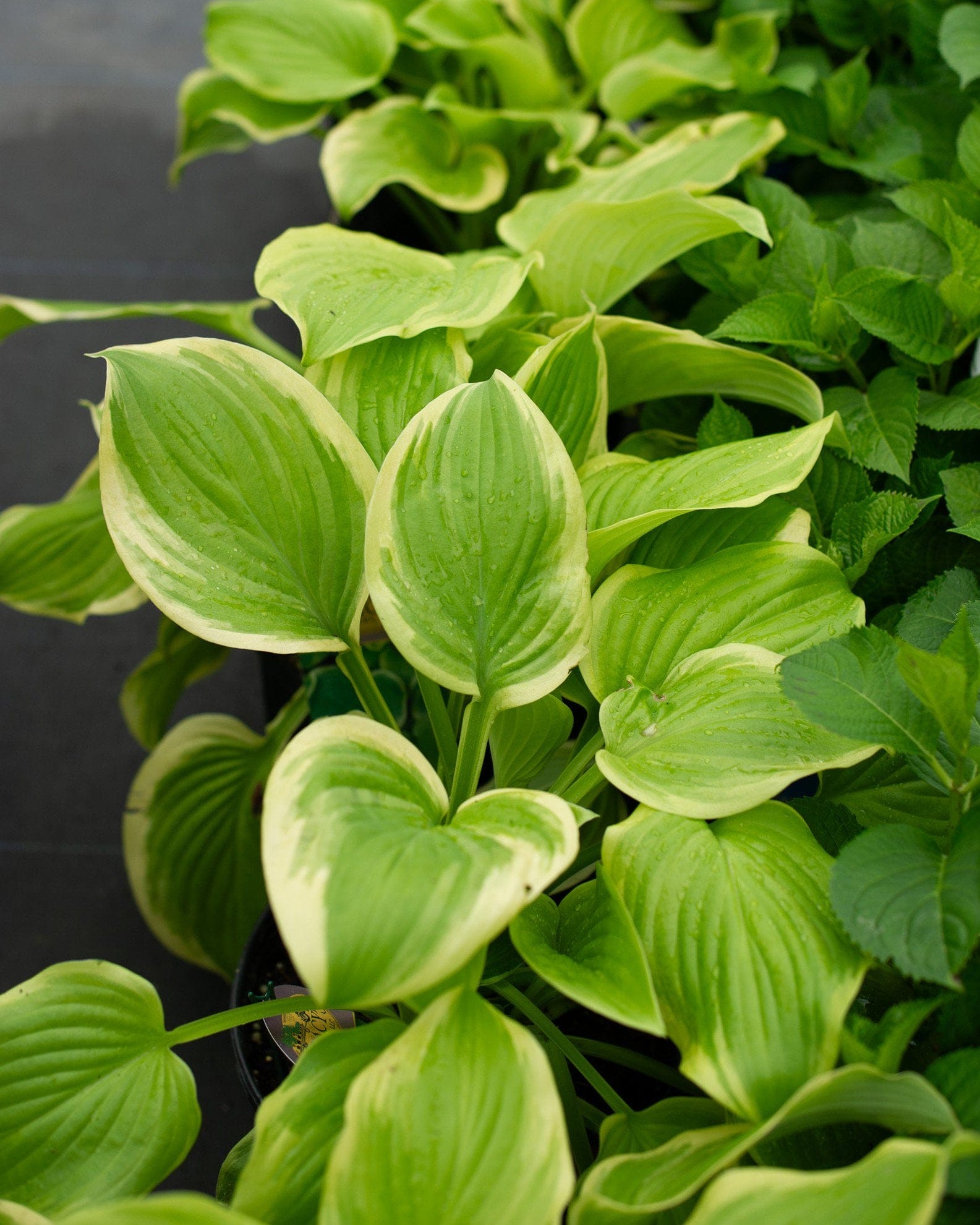 Fragrant Bouquet Hosta - view 5
