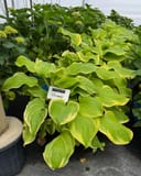 Fragrant Bouquet Hosta thumbnail 6