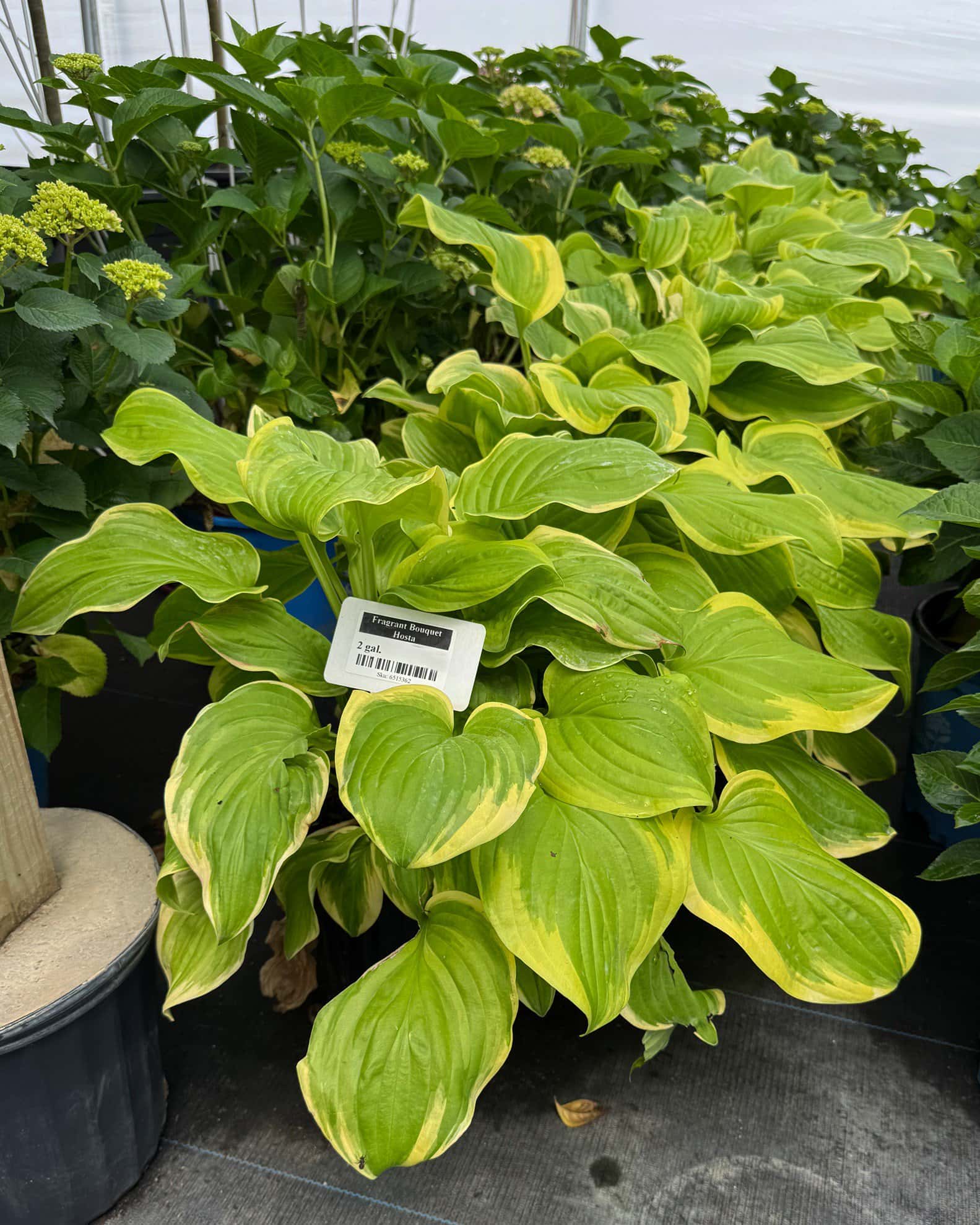 Fragrant Bouquet Hosta - Image 5