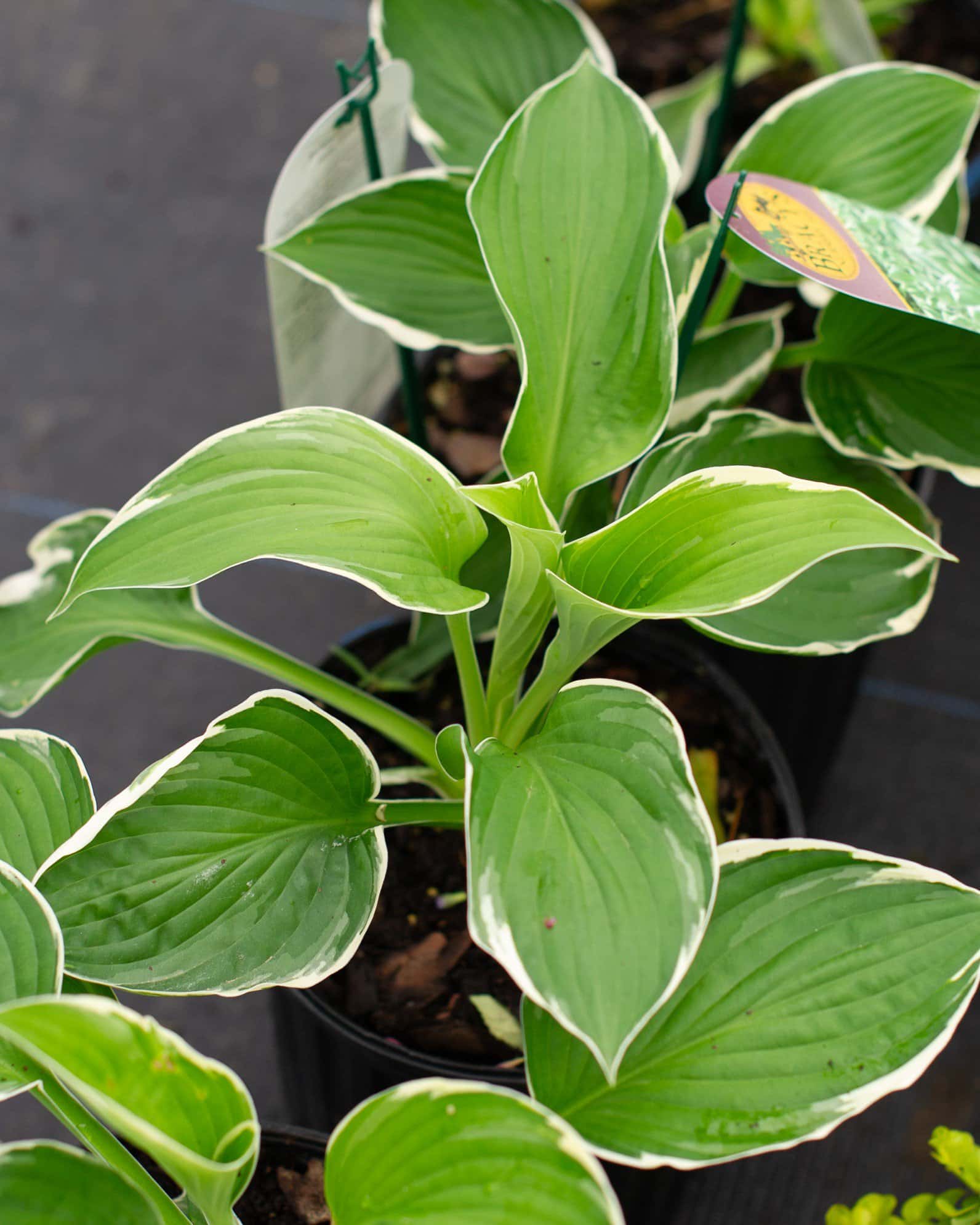 Francee Hosta - Main Image