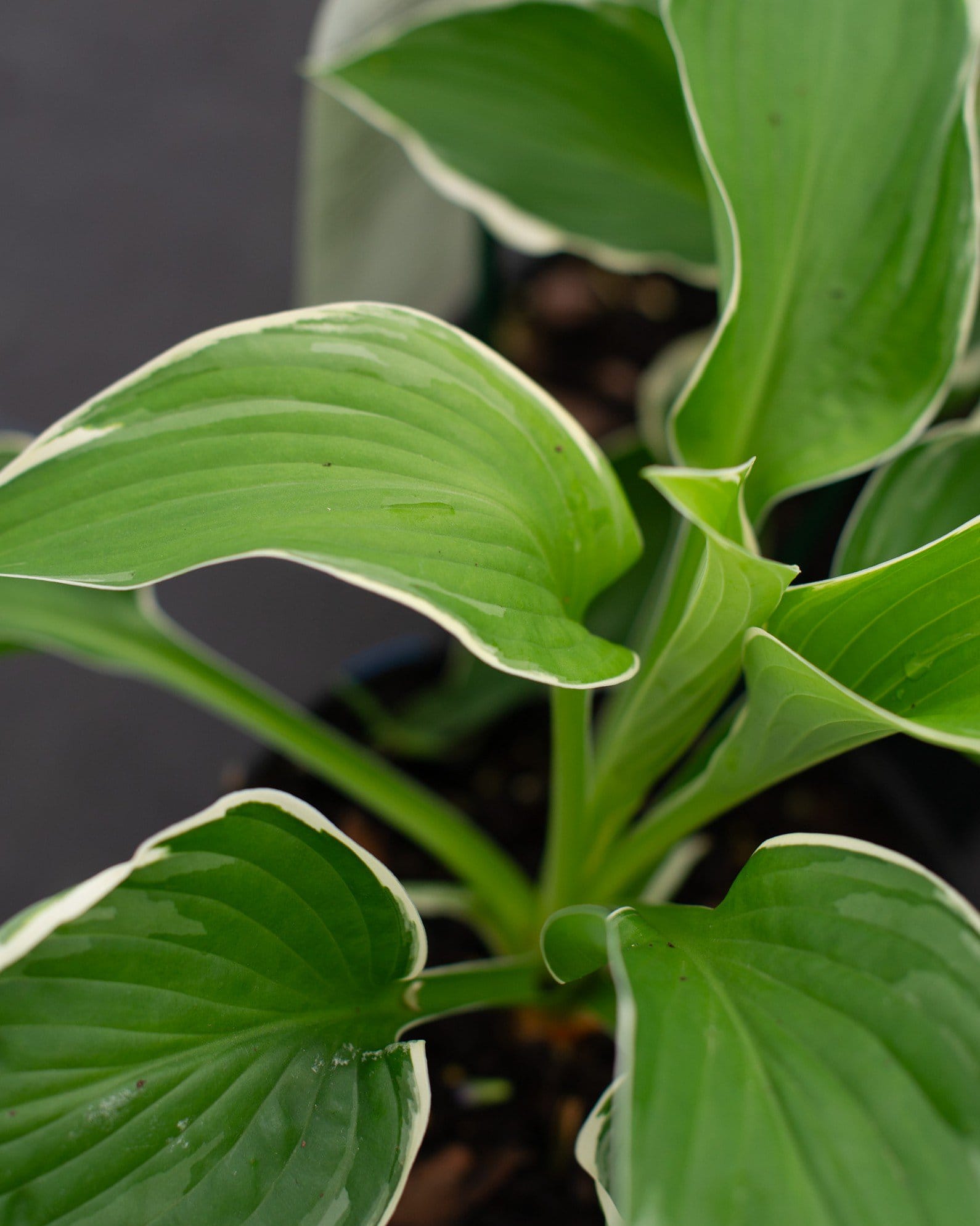 Francee Hosta - view 2