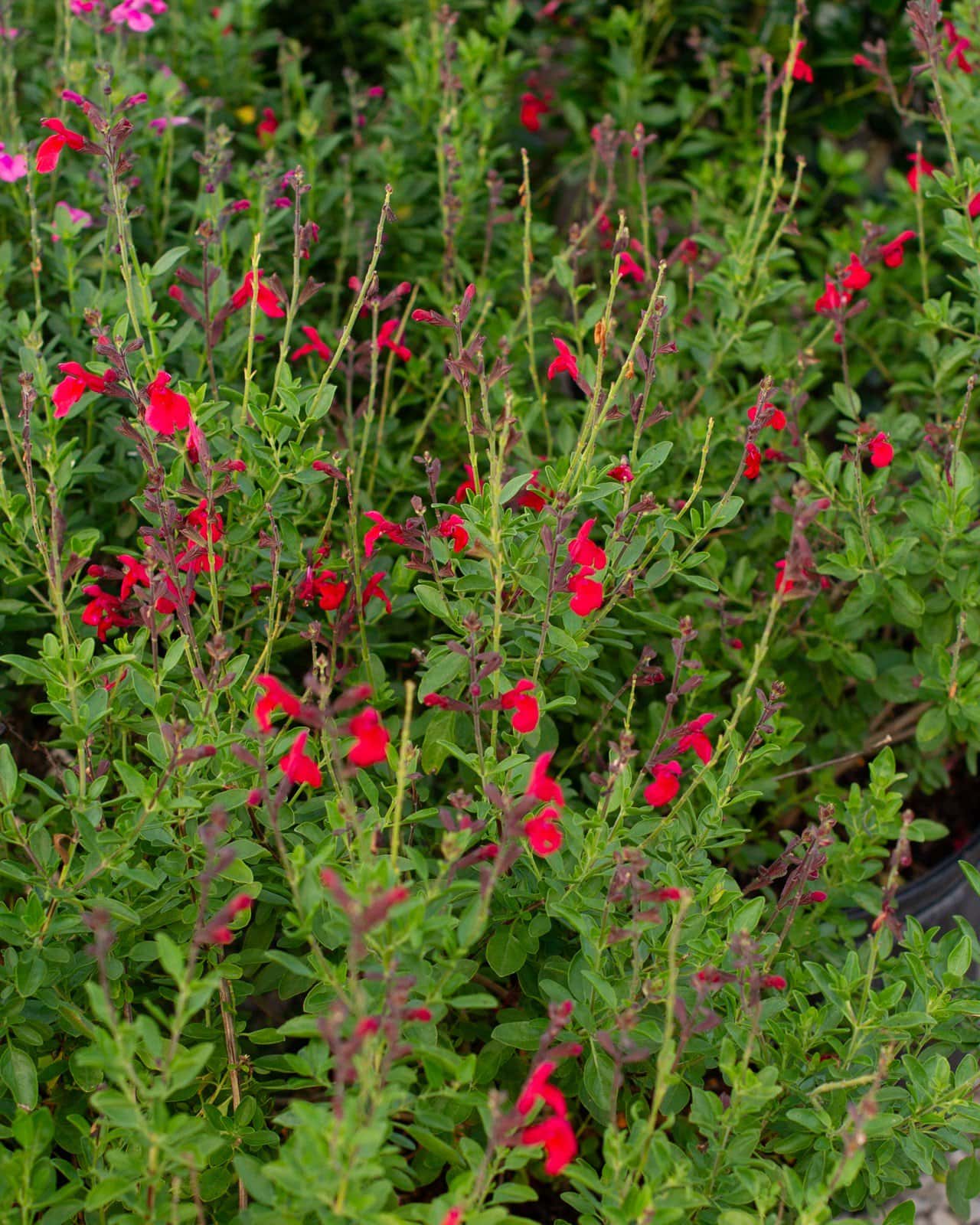 Furman's Red Salvia Greggii - Main Image