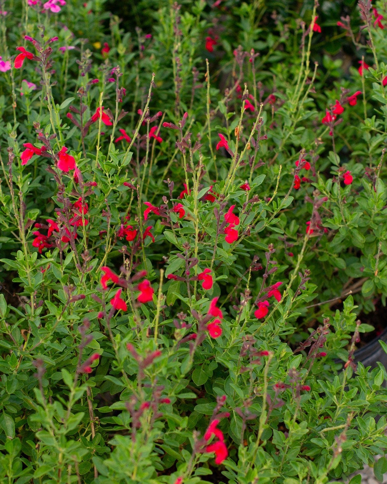 Furman's Red Salvia Greggii