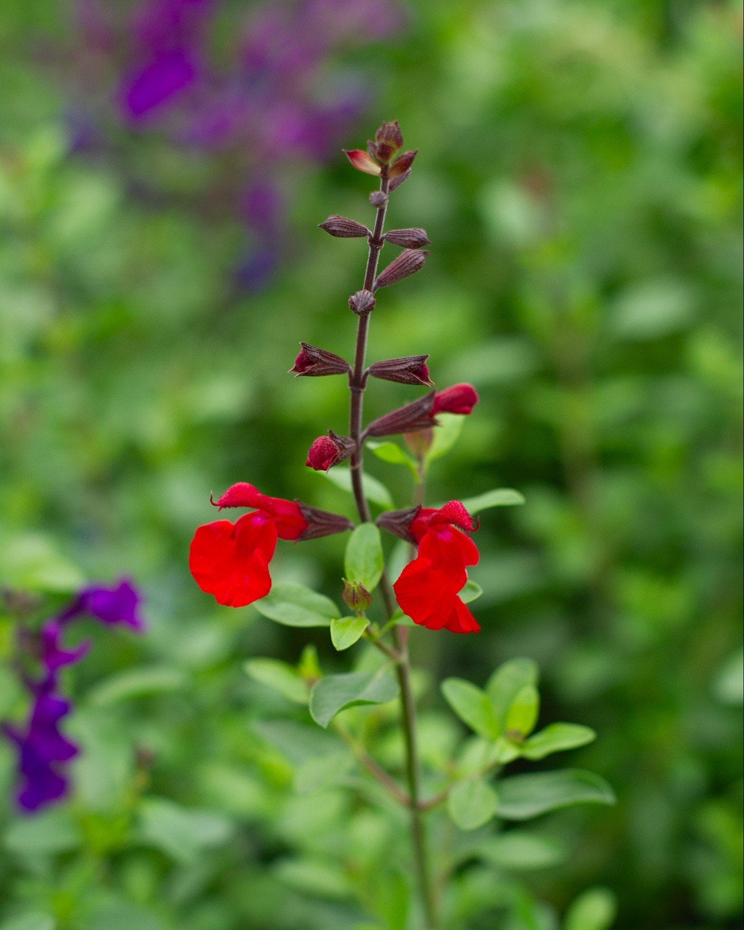 Furman's Red Salvia Greggii - view 2