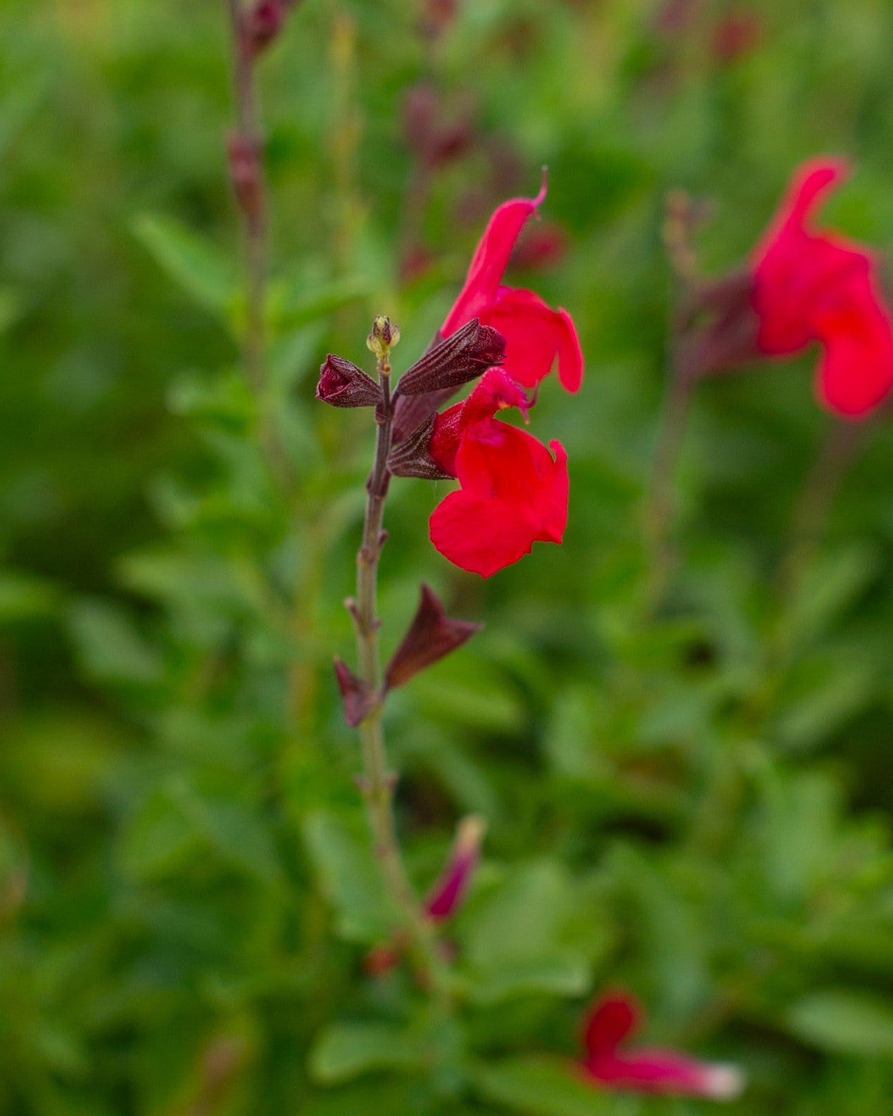 Furman's Red Salvia Greggii - view 3