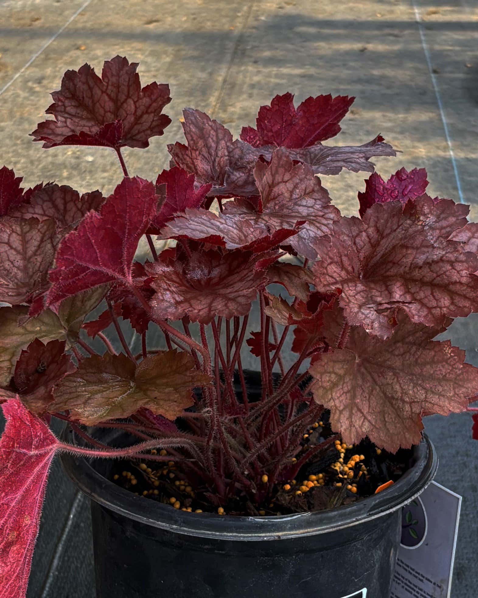 Georgia Peach Heuchera - Main Image