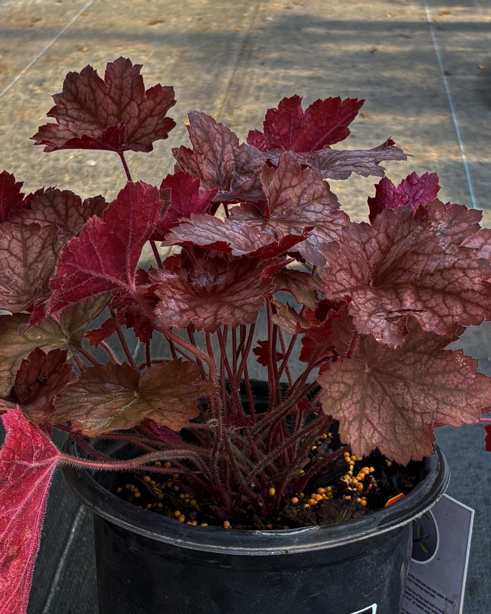 Georgia Peach Heuchera - Main Image