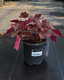 Georgia Peach Heuchera thumbnail 2