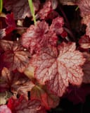 Georgia Peach Heuchera thumbnail 3