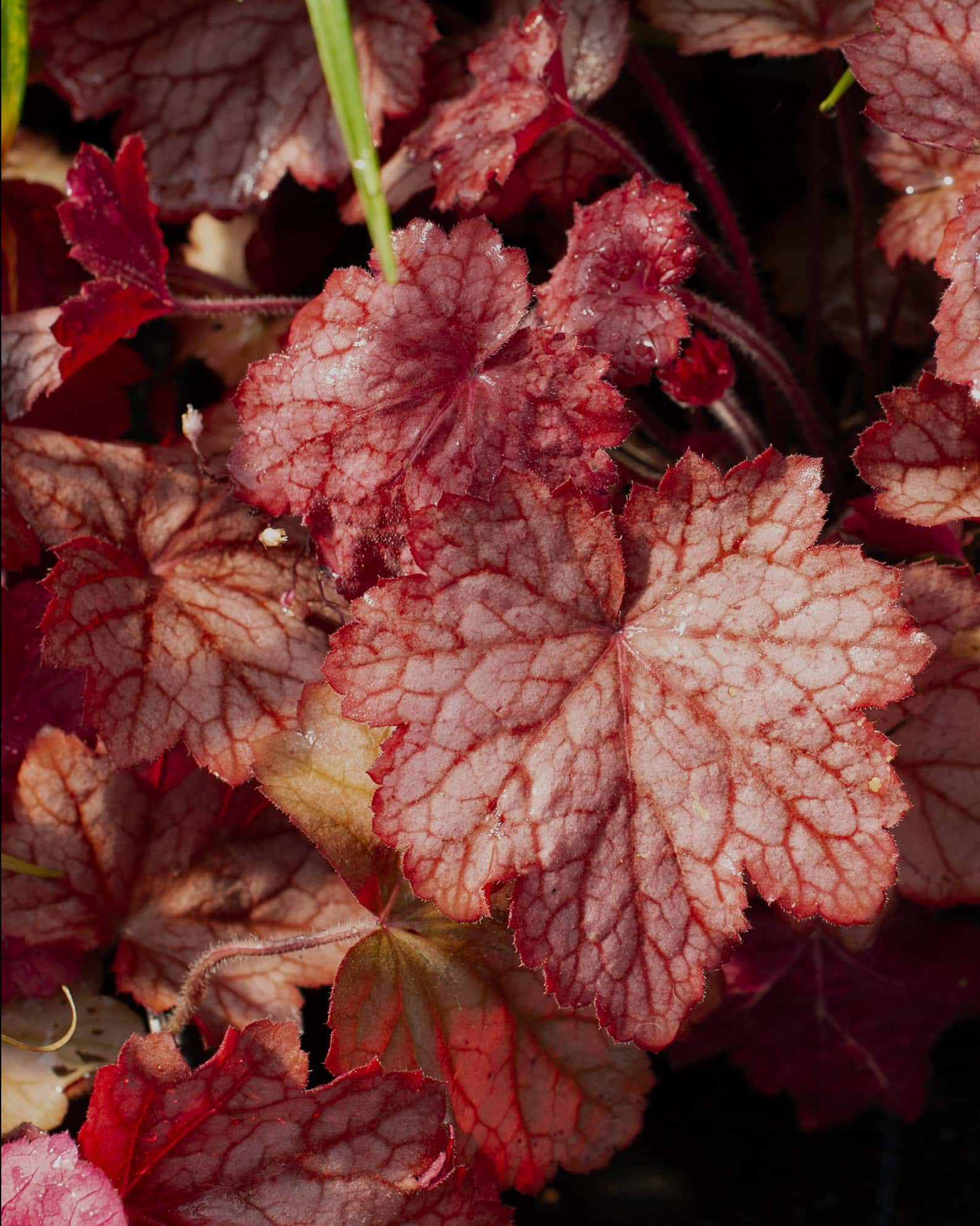Georgia Peach Heuchera - Image 2