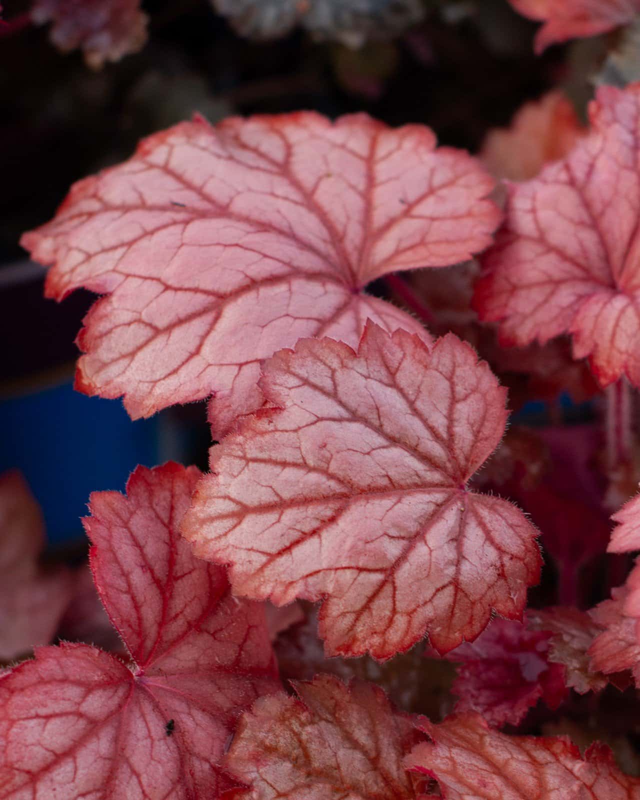 Georgia Peach Heuchera - Image 3