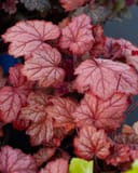 Georgia Peach Heuchera thumbnail 5