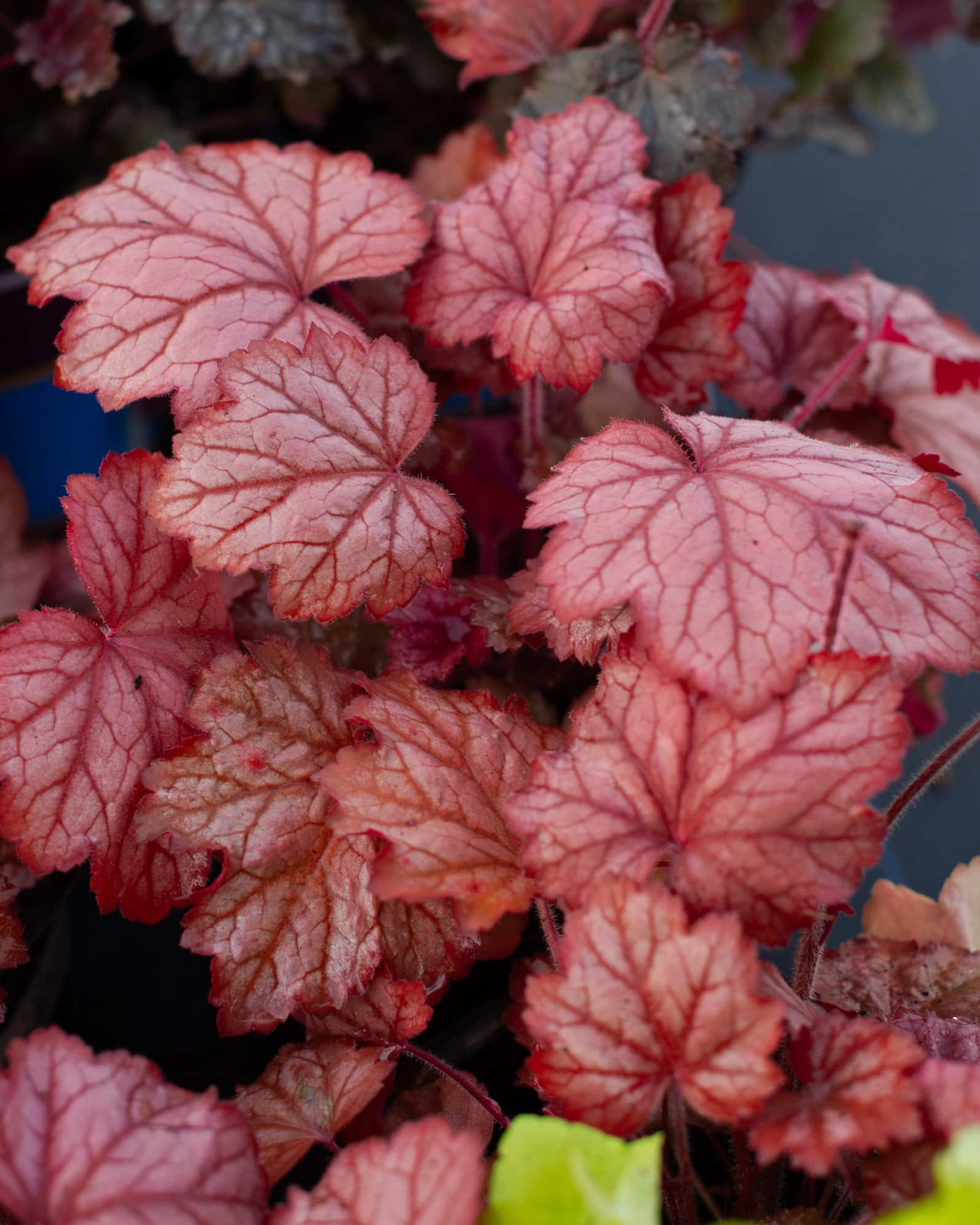 Georgia Peach Heuchera - Image 4