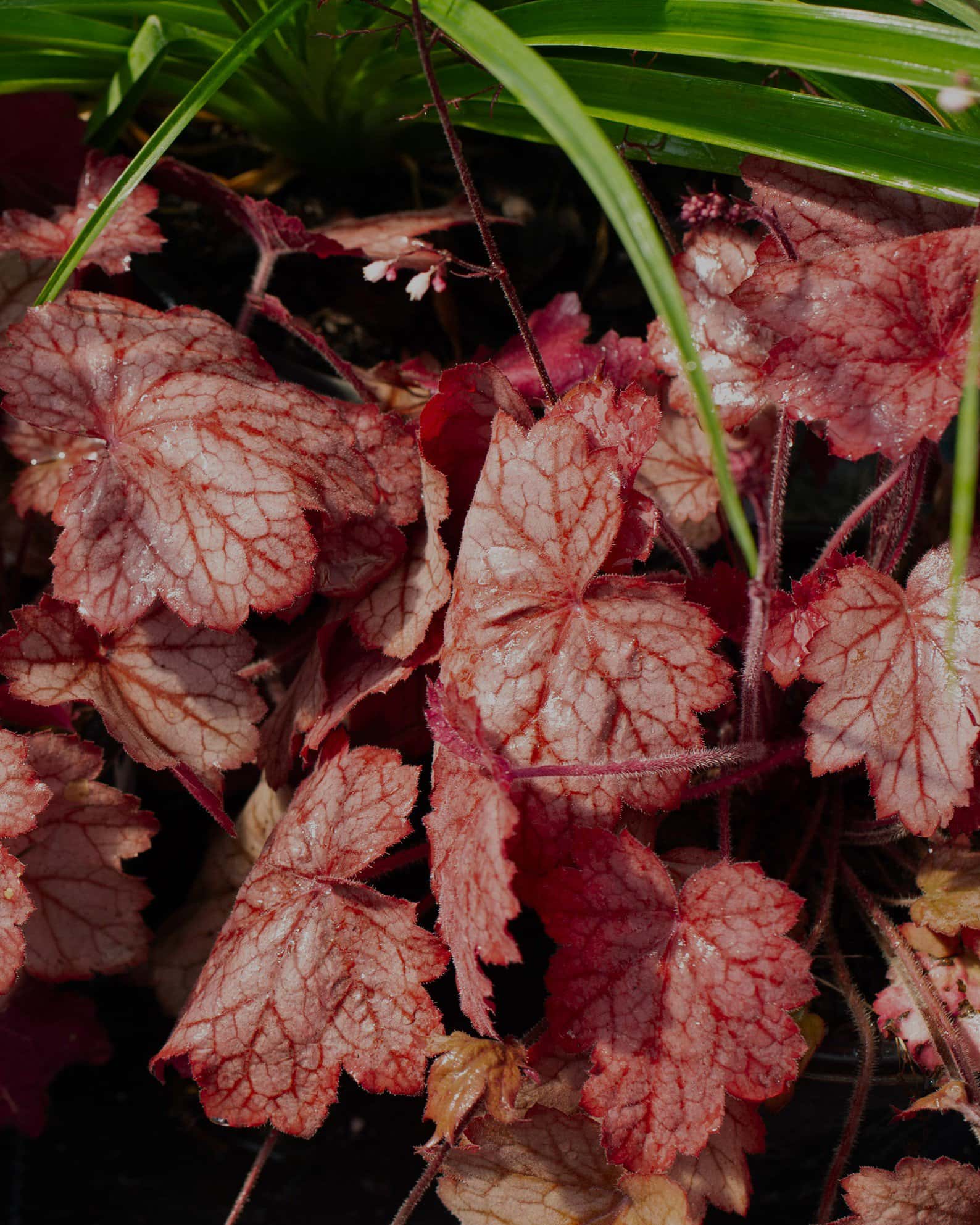 Georgia Peach Heuchera - Image 5
