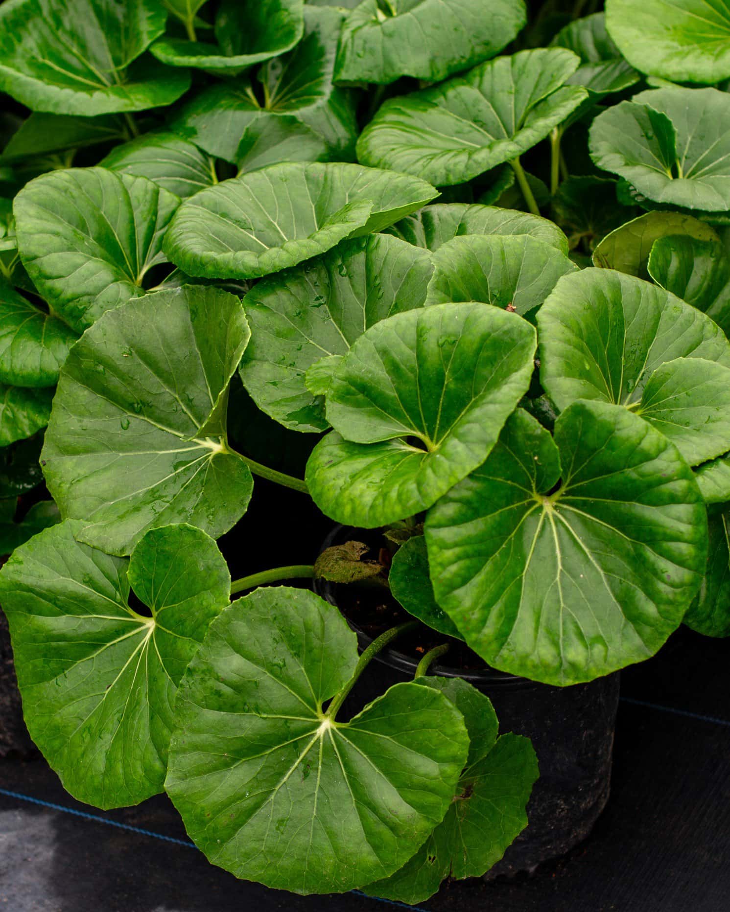 Giant Leopard Plant - Main Image