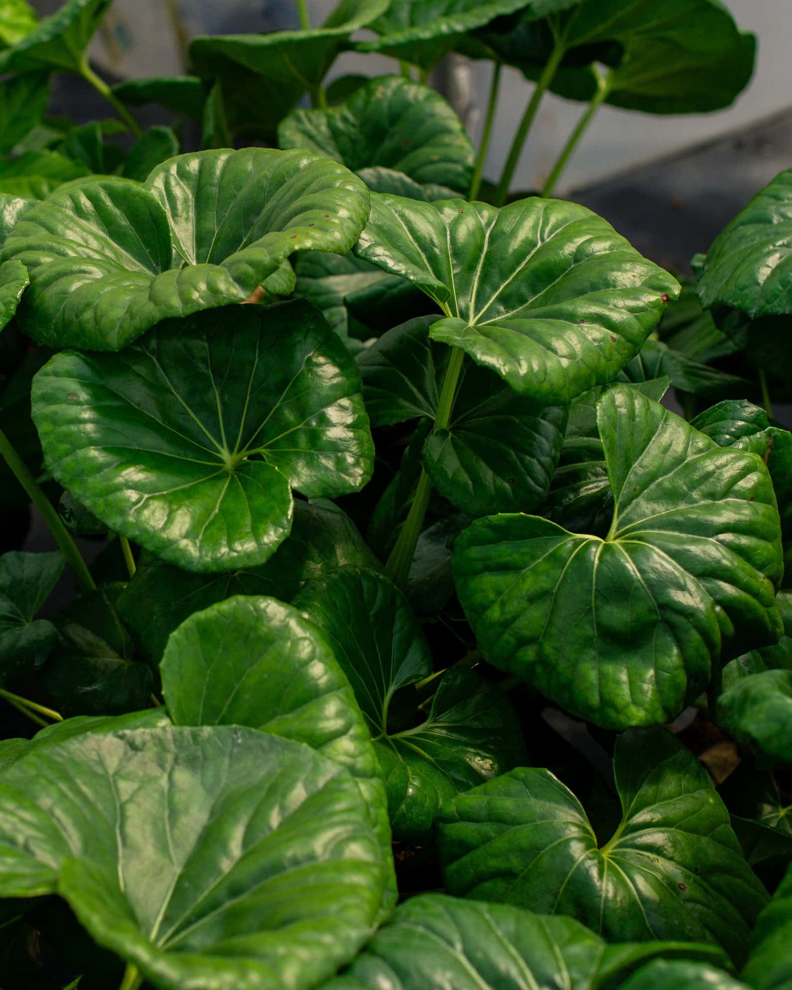Giant Leopard Plant - Image 1