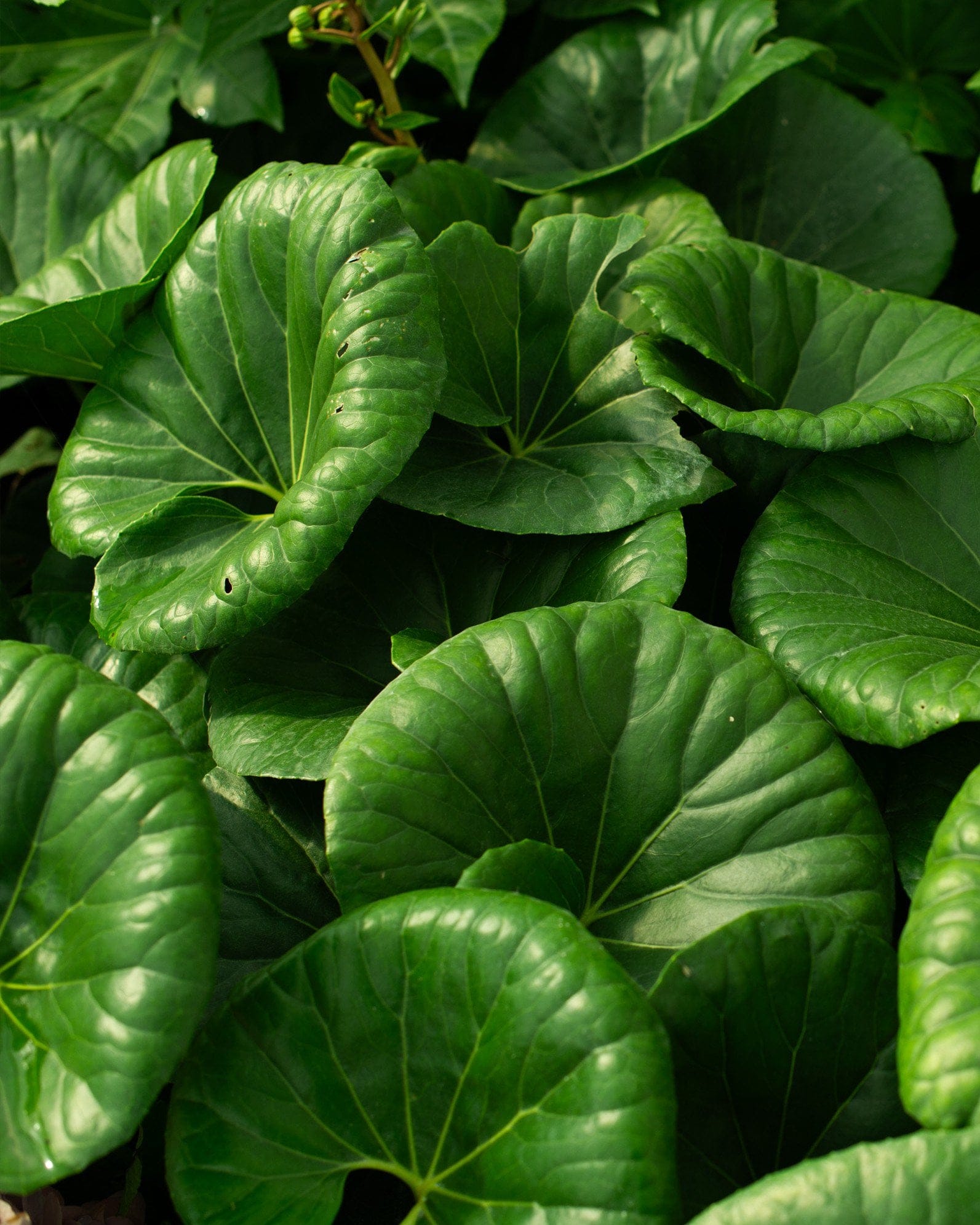 Giant Leopard Plant - view 3