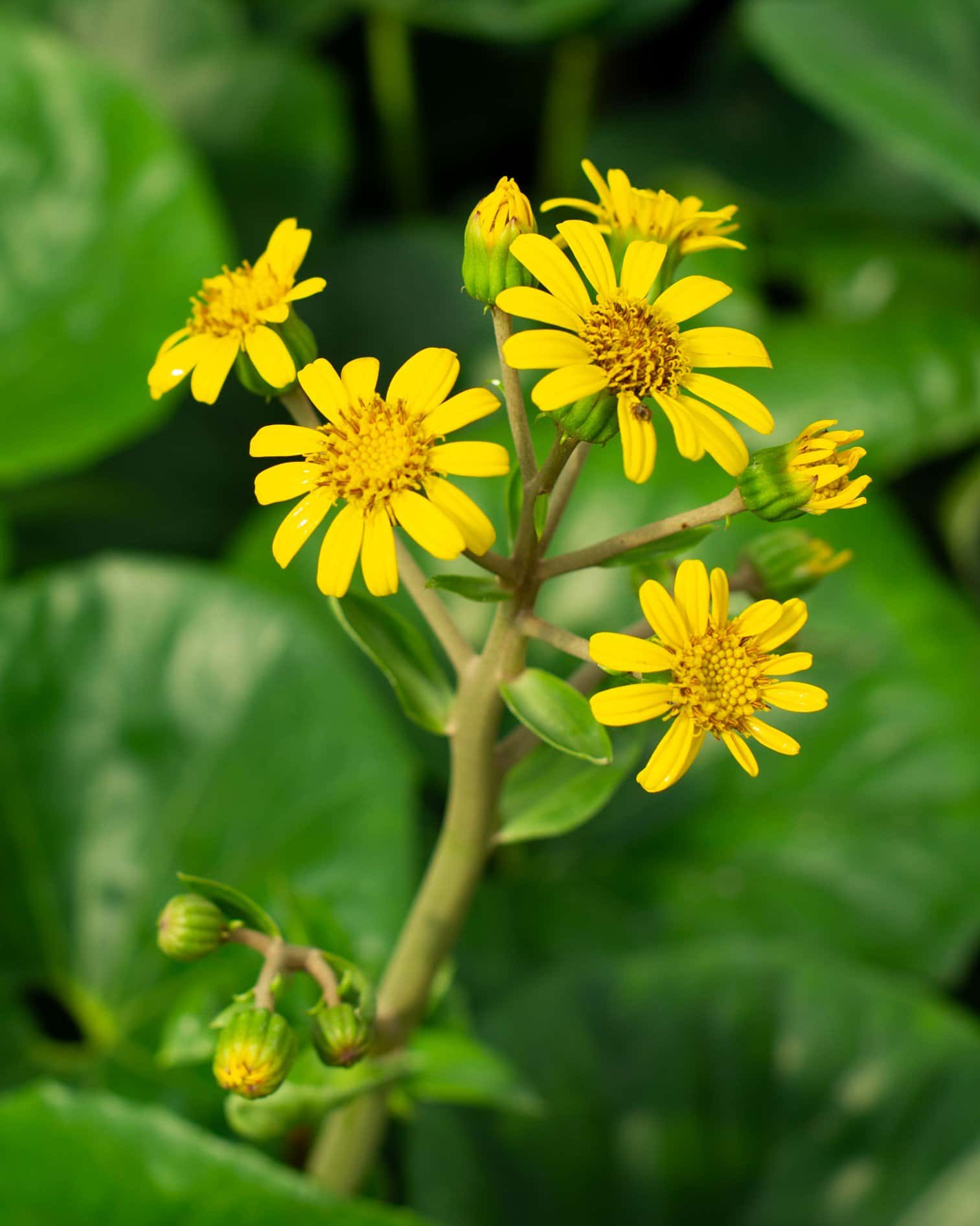 Giant Leopard Plant - Image 4